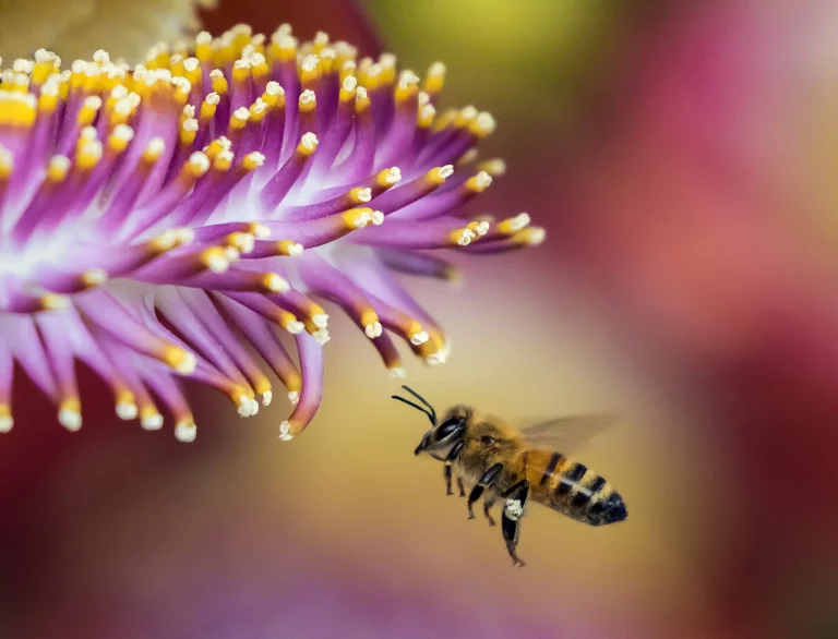 RP Gießen gibt hilfreiche Tipps zum heutigen Weltbienentag weltbienentag-giessen