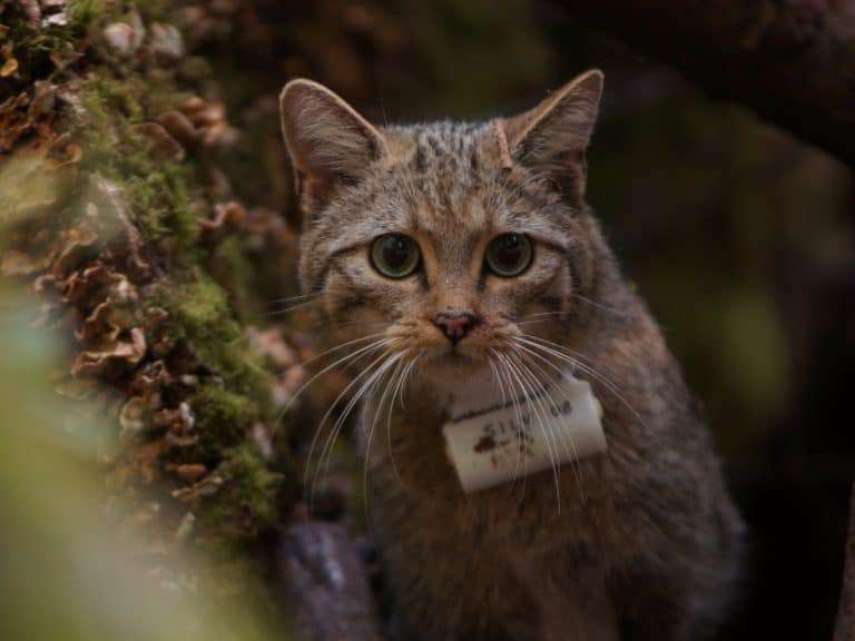 wildkatze-opel-zoo