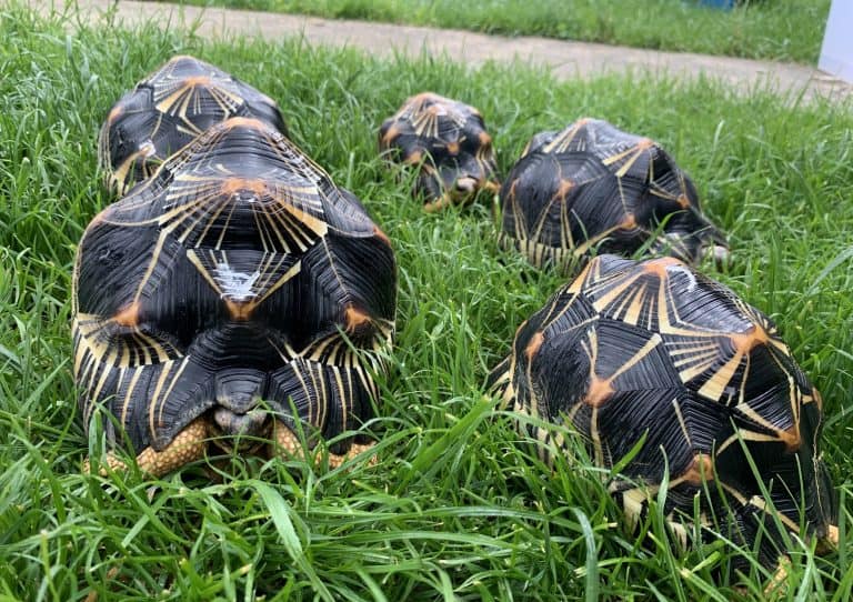 PM RP Gießen zum Weltschildkrötentag (1)