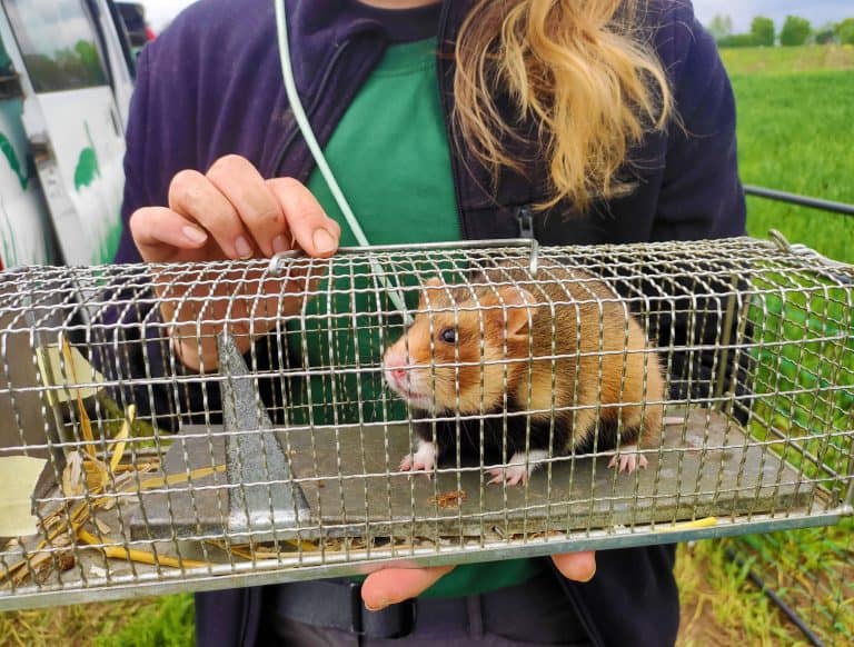 PM Feldhamsternachwuchs in Langgöns ausgewildert