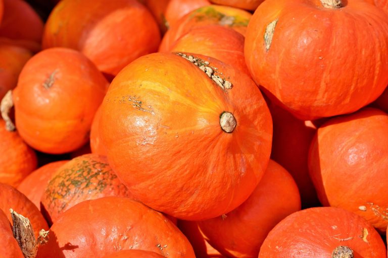 Kürbisse kaufen in Gießen – Hokkaido, Butternut und Halloween-Schnitzkürbisse frisch vom Hof in Mittelhessen