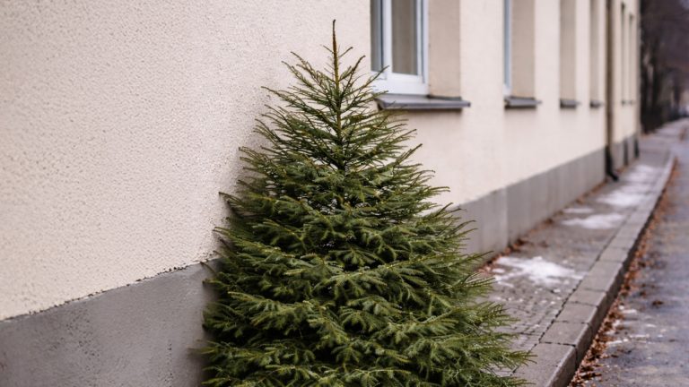 Kommende Woche sollen die Christbäume in Gießen abgeholt werden.
